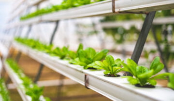 Dikey Tarımın Şaşırtıcı Avantajları