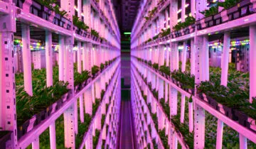 Konteyner Tarımı İle Gelen Yaratıcılık