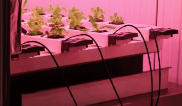 Konteynerda Tarım Nasıl Yapılır?