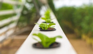 Topraksız Tarım Nedir?