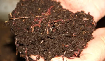 Sıvı Solucan Gübresi Bitkileriniz İçin Doğal Bir İyileştirici