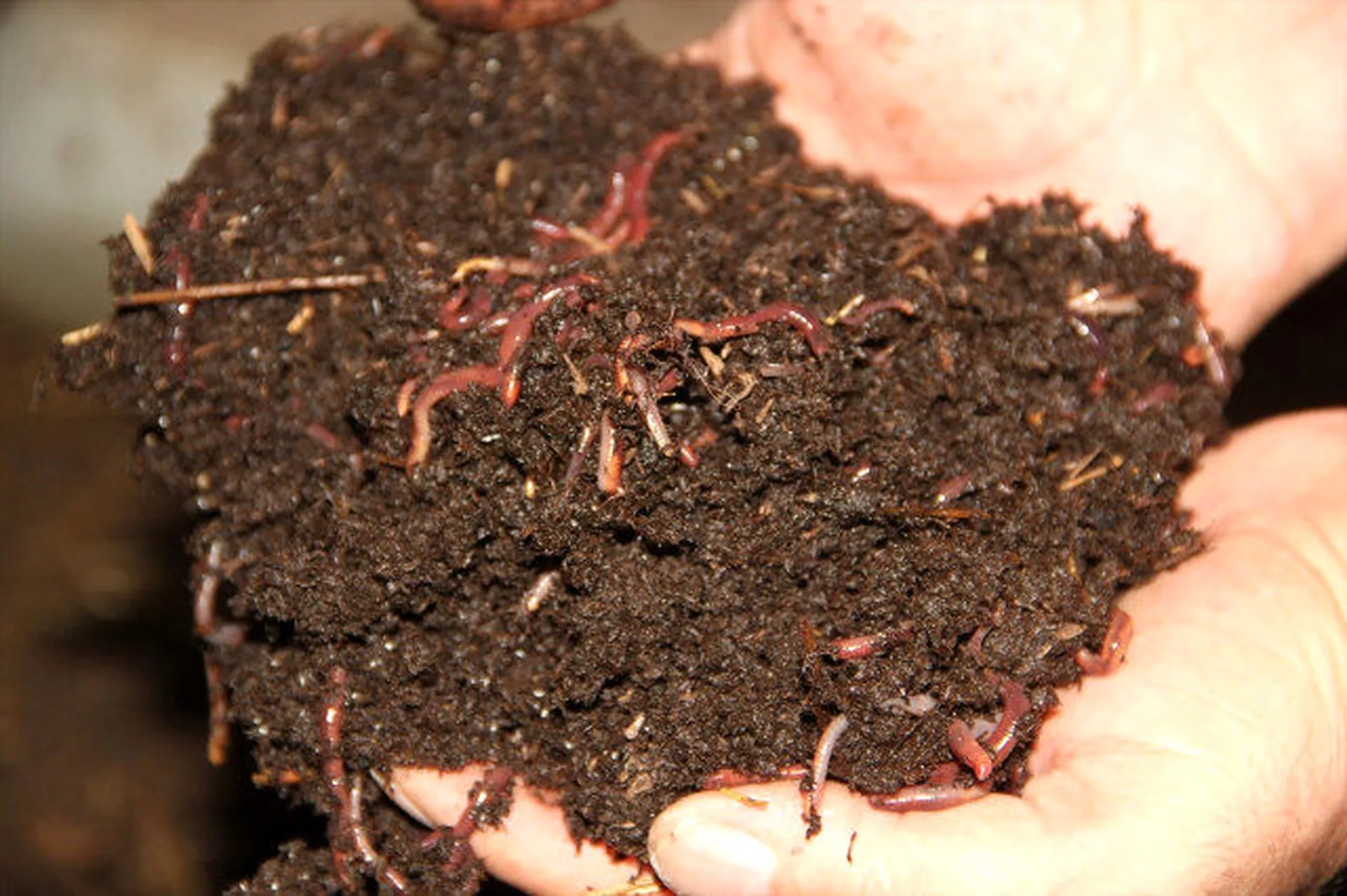 Sıvı Solucan Gübresi