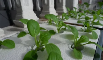 Fitil (Wicks) Yöntemi Nedir?